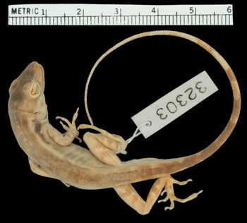 Media type: image;   Herpetology R-32303 Aspect: dorsal